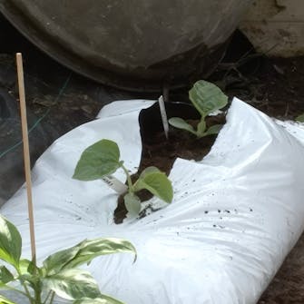 dyrking av melon i drivhus dyrking av melon i drivhus